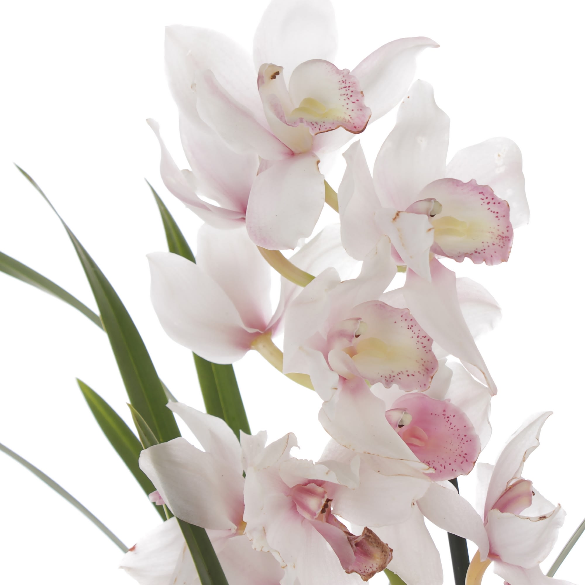 81959343 Орхидея Цимбидиум микс ø14 h85 см Santreyd  - Вид №1