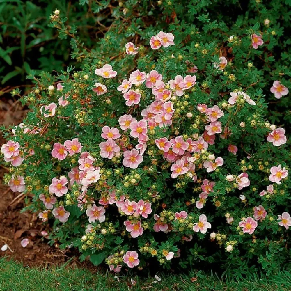 Лапчатка кустарниковый Лавли Пинк в тубе BLOOMING LIFE STLM-2155234 - Вид №3