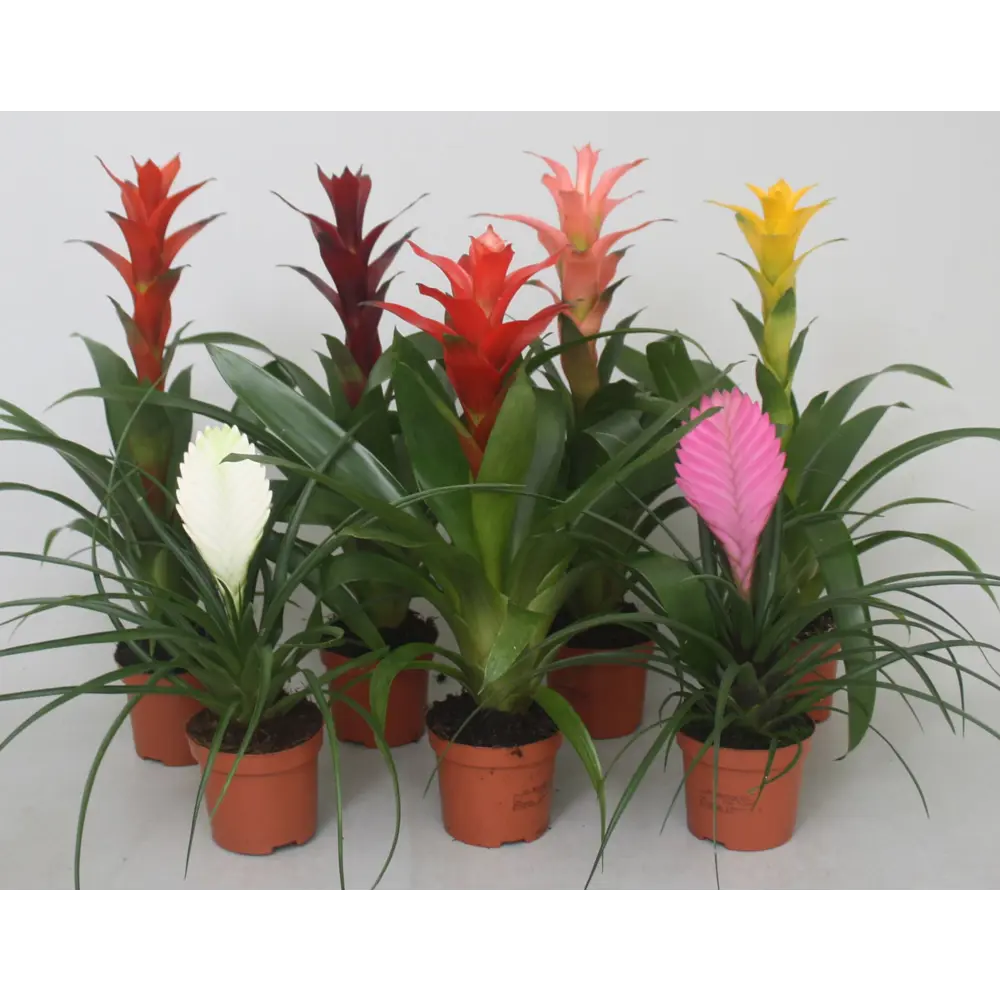 Бромелия комнатная цветущая ø9 см 89412331 Santreyd STLM-1583122