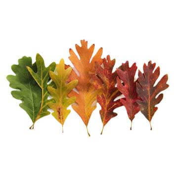 Листья дуба крашеные микс 80 см Santreyd 26380