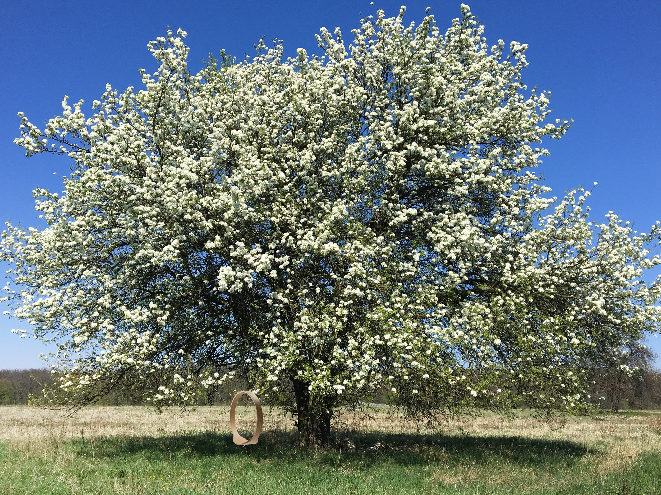 Деревянный подвесной стул Iwona Kosicka Design SWING N.1 ARCH-00146183 - Вид №17