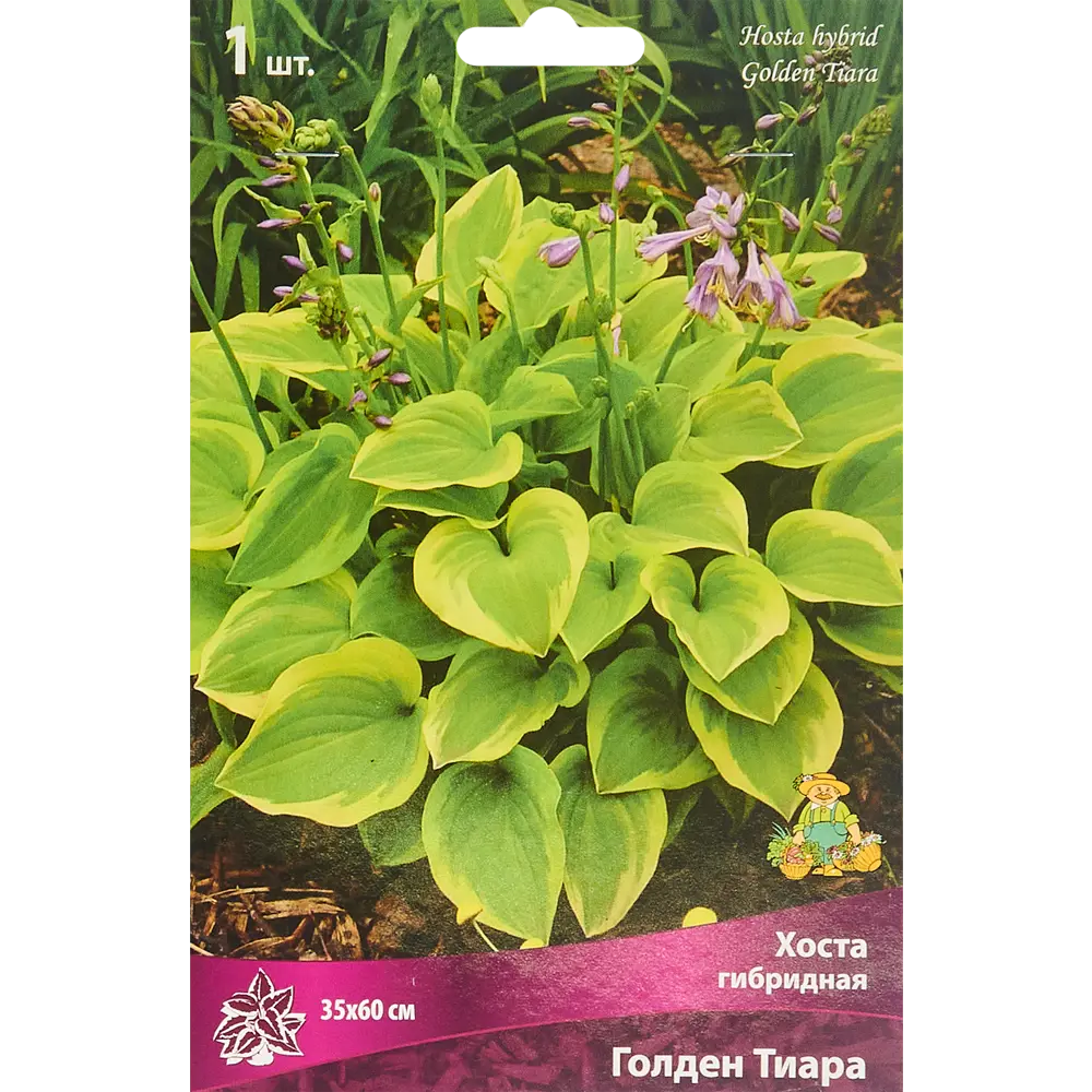 Хоста гибридная Голден Тиара ПОИСК STLM-2136278