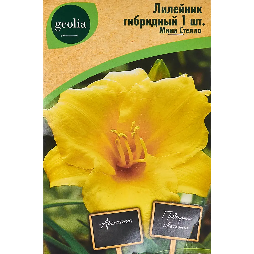 Лилейник Geolia гибридный Мини Стелла STLM-2099337