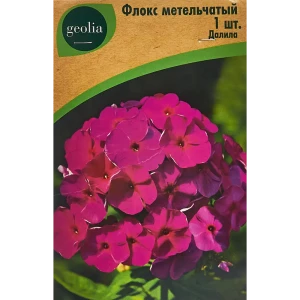 Флокс Geolia метельчатый Далила 86408679 STLM-2132423