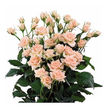 Роза тр свит сара 70 см Santreyd 24690