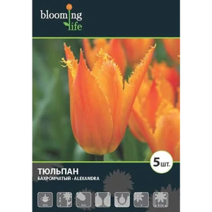 Тюльпан Александра 12/+, 5 шт 16396193 STLM-2048027