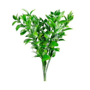 Листья рускус 100 см Santreyd 26386