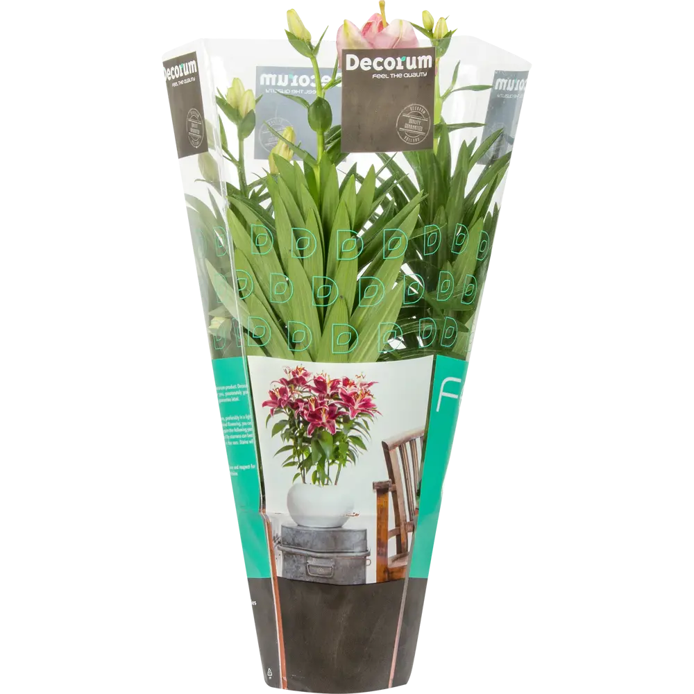 Лилия Сувенир от Santreyd - ароматный многолетник для сада и интерьера 14750494 STLM-1329185 - Вид №2