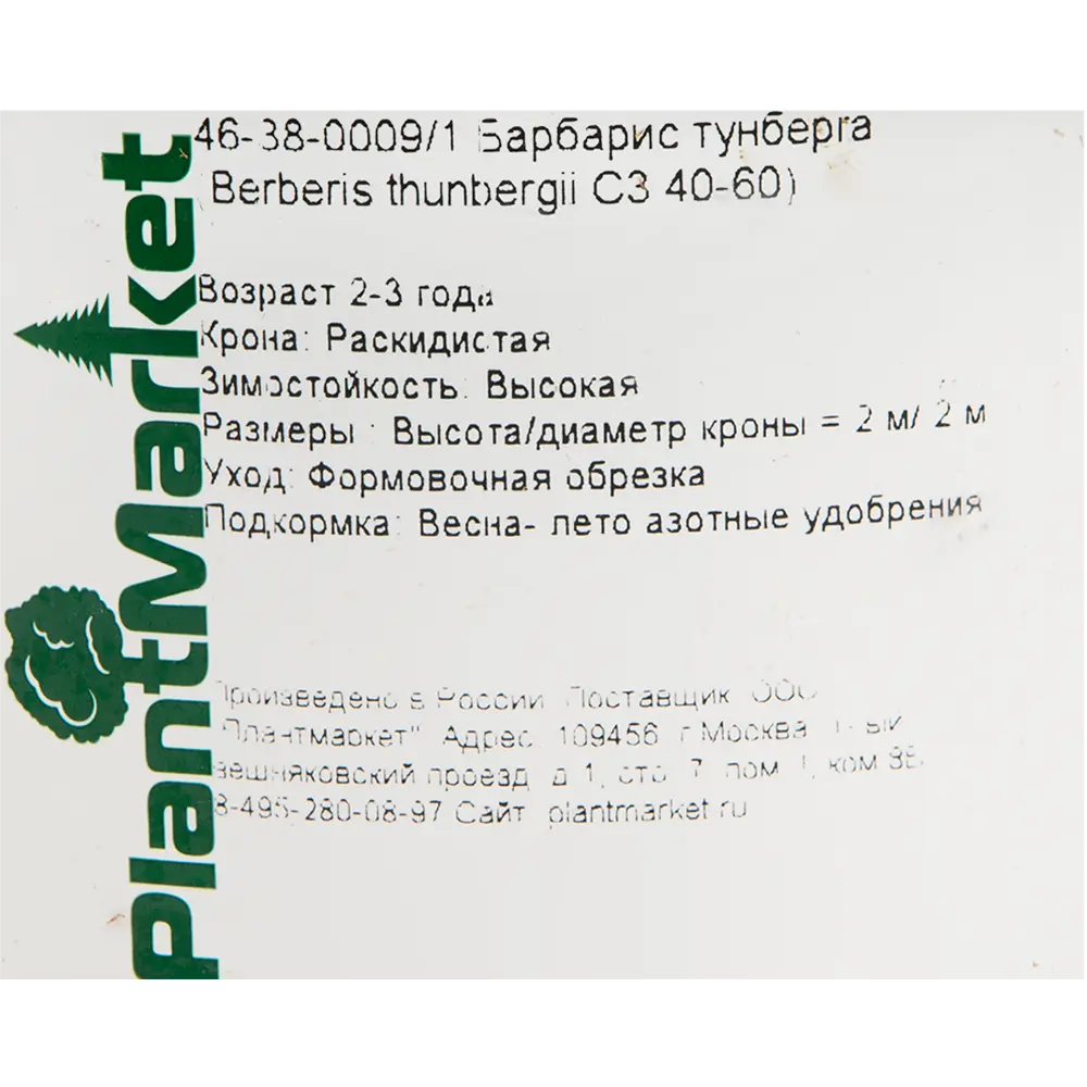 Барбарис Тунберга 15x40-60 см 82625339 STLM-2066071 Santreyd  - Вид №1