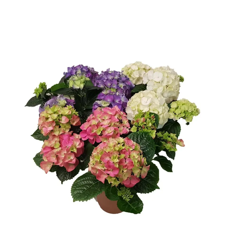 Гортензия крупнолистная ø17 h35 см 83248160 STLM-2138849 Santreyd 