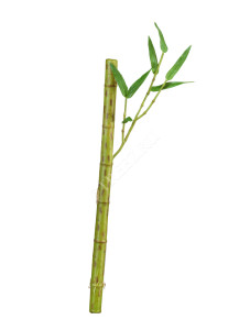 30.0611073LG Бамбук стебель длинный св.зелёный с веточкой Цветочная коллекция