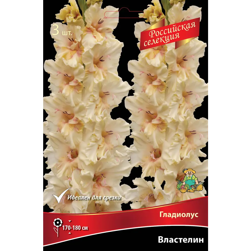 Гладиолус Властелин, 3 шт. 89351813 STLM-2113968 ПОИСК 