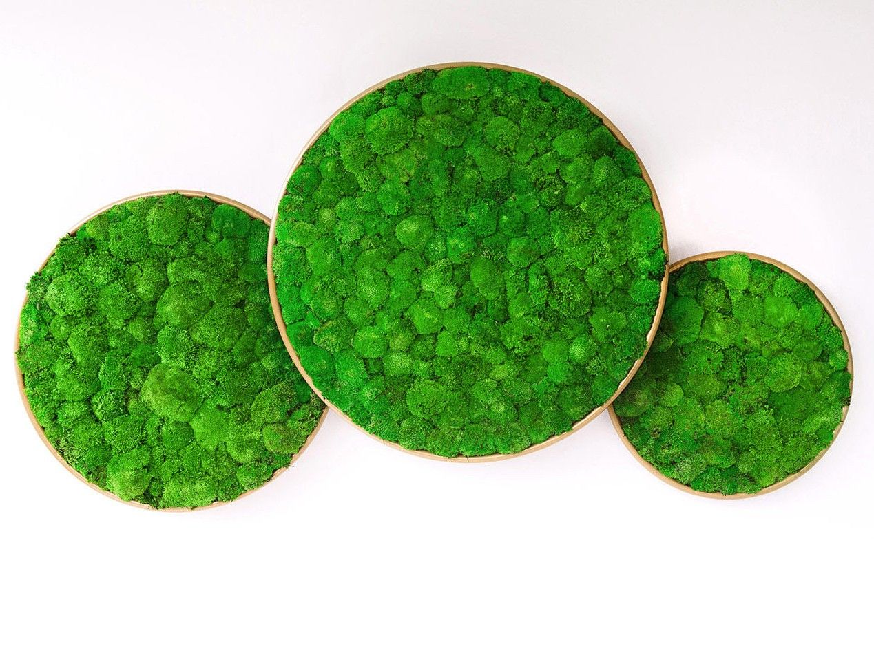 Растительная картина в стабилизированных растениях GREENMOOD G-Line ARCH-00117298