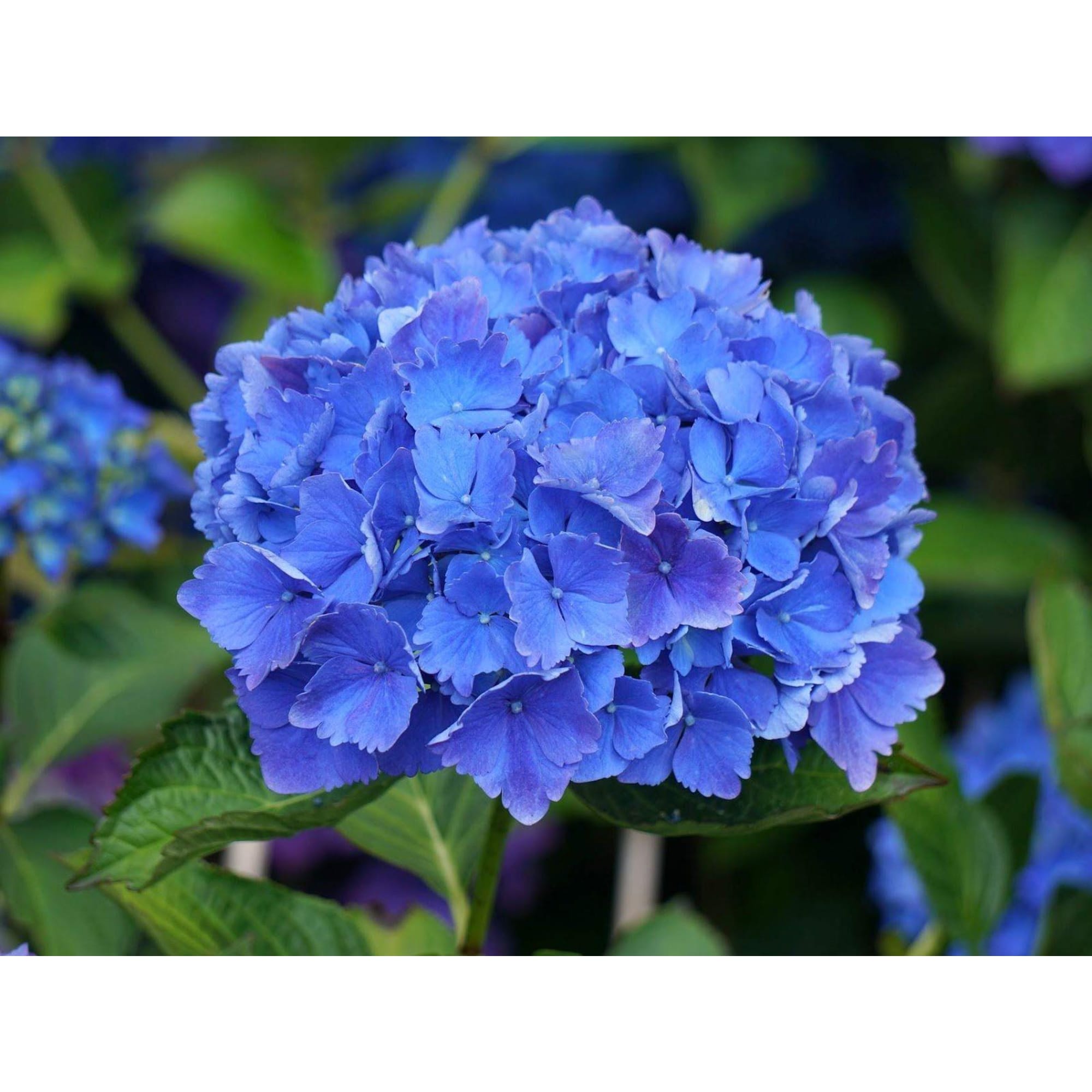 86726655 Гортензия крупноцветковая Блю свид шуз ø23 h30 - 40 см Santreyd 