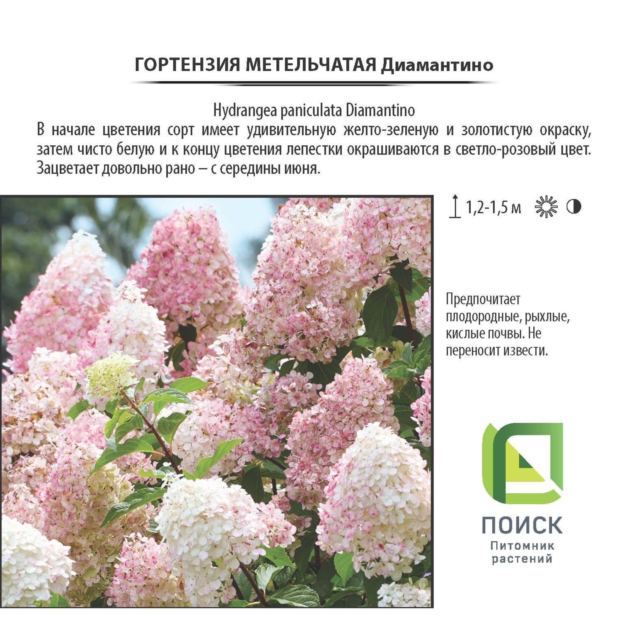 18016182 Гортензия Диамантино метельчатая, цветки крыпные, цвет белый Santreyd  - Вид №1