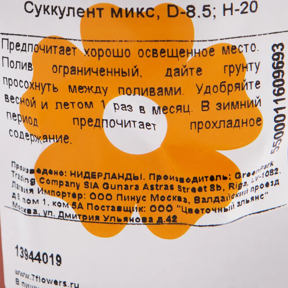 Суккулент микс 8.5 см 13944019 STLM-2166521 Santreyd  - Вид №2