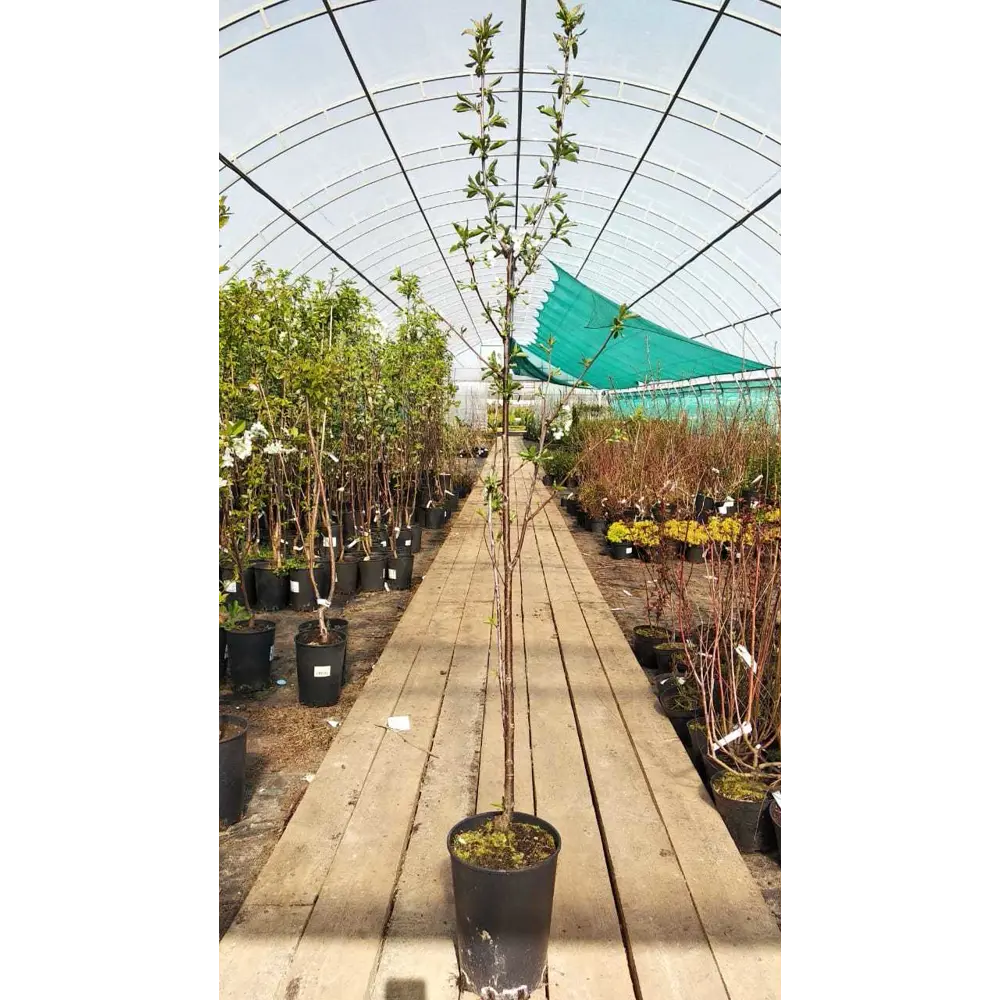 Дюк «Чудо-вишня» C7-C10 82174062 STLM-2089640 PLANTMARKET 