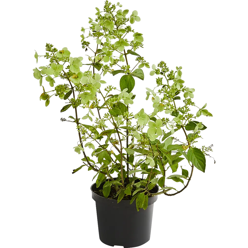 Гортензия метельчатая «Пинк Даймонд» С3/40-60 81969322 STLM-2088582 PLANTMARKET 
