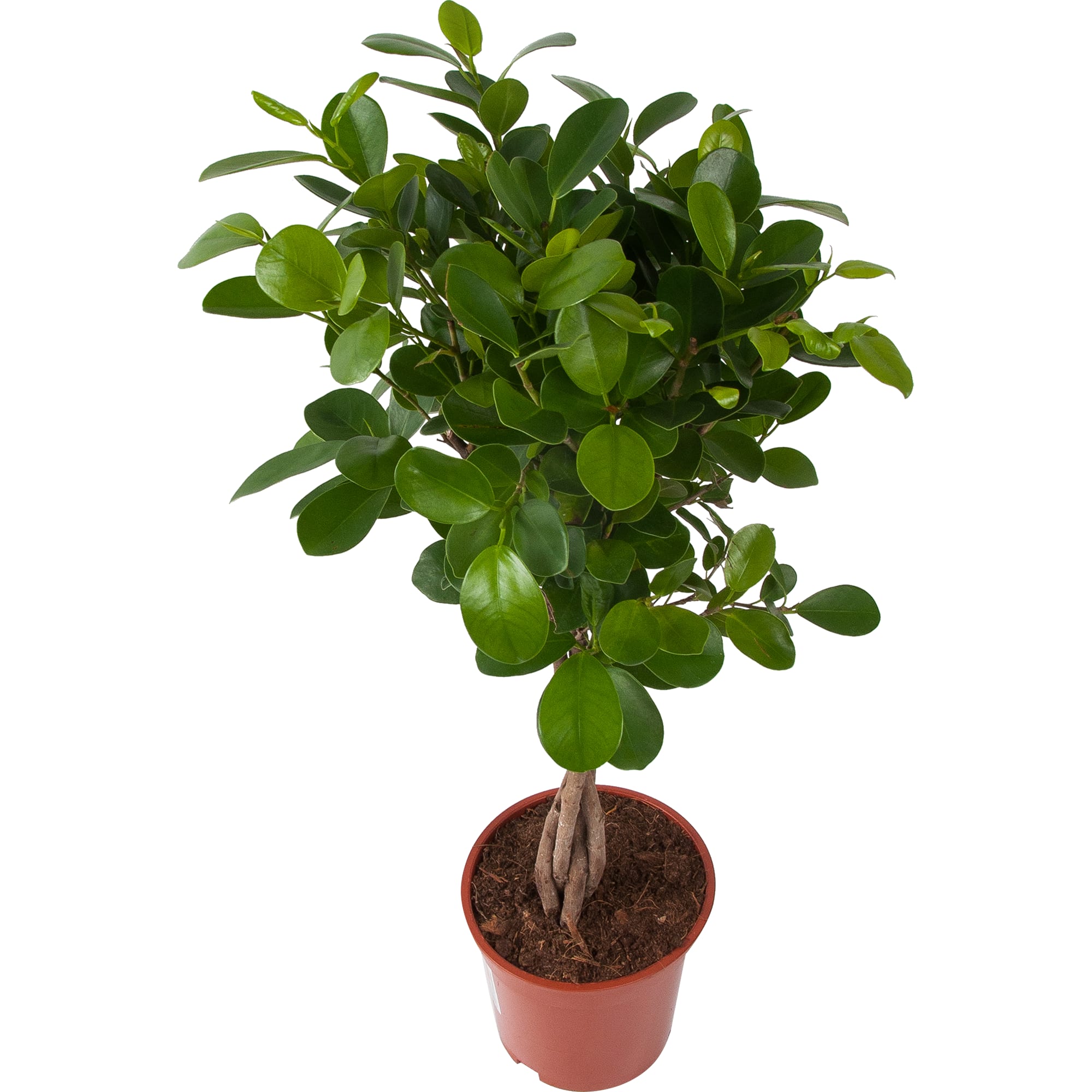 82611593 Фикус Мокламе 17x70 см Santreyd 