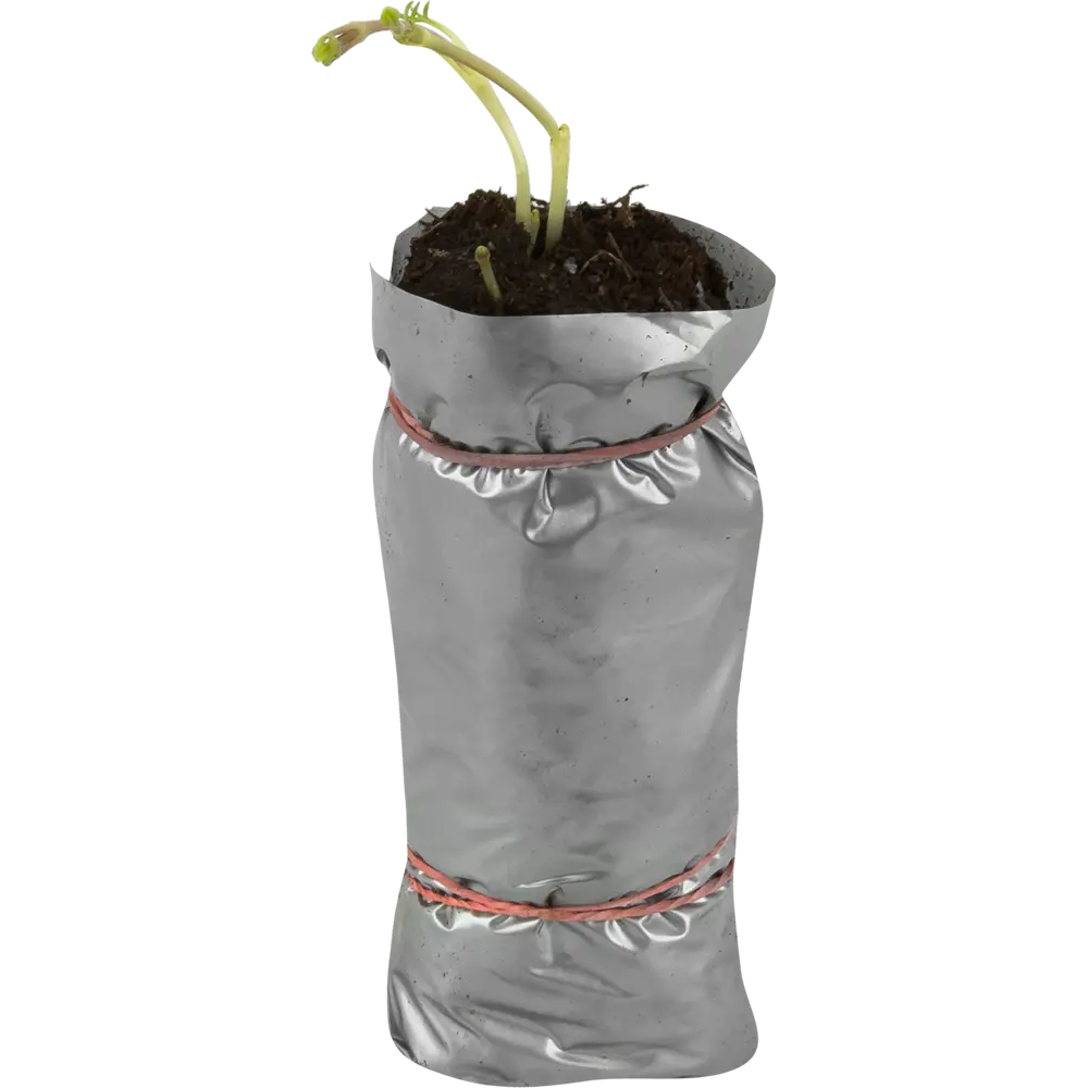 Клематис гибридный Зе Президент в тубе ВСЕ В САД STLM-2148346 - Вид №1