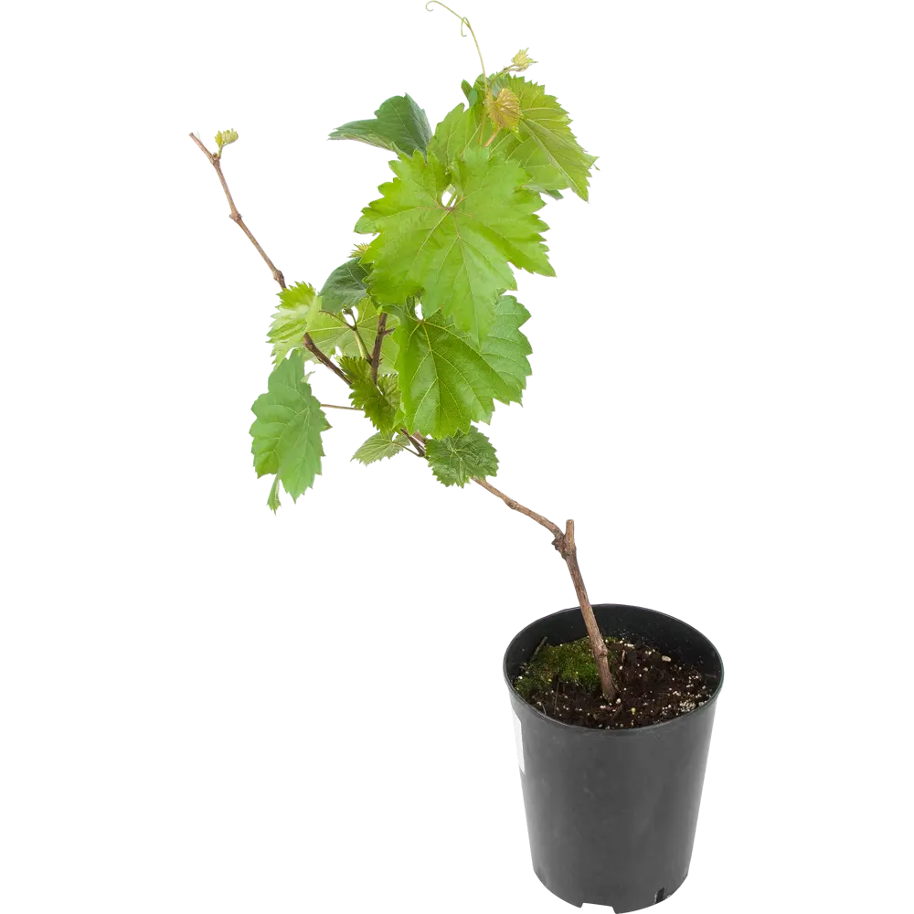 Виноград плодовый «Ливия» 19x55 см PLANTMARKET STLM-2150492