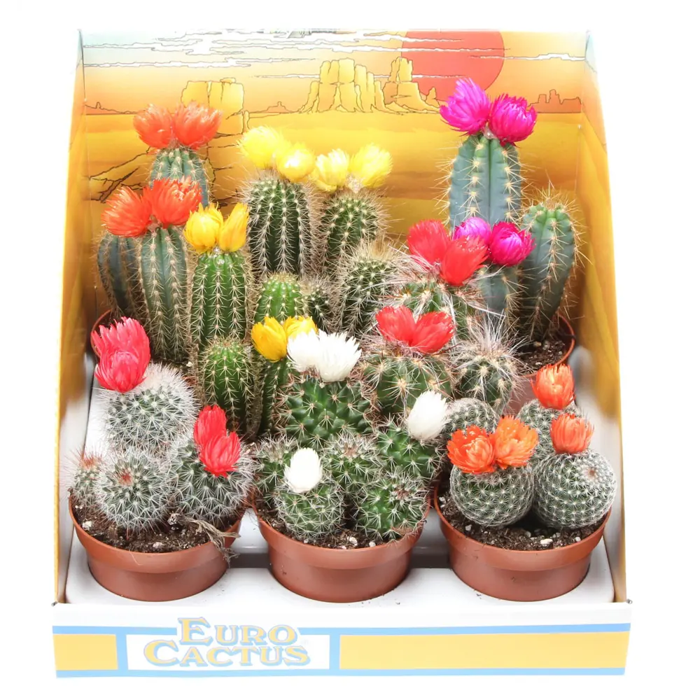 Кактус с сухим цветком микс в горшке ø8.5 см 89434539 Santreyd STLM-1583901