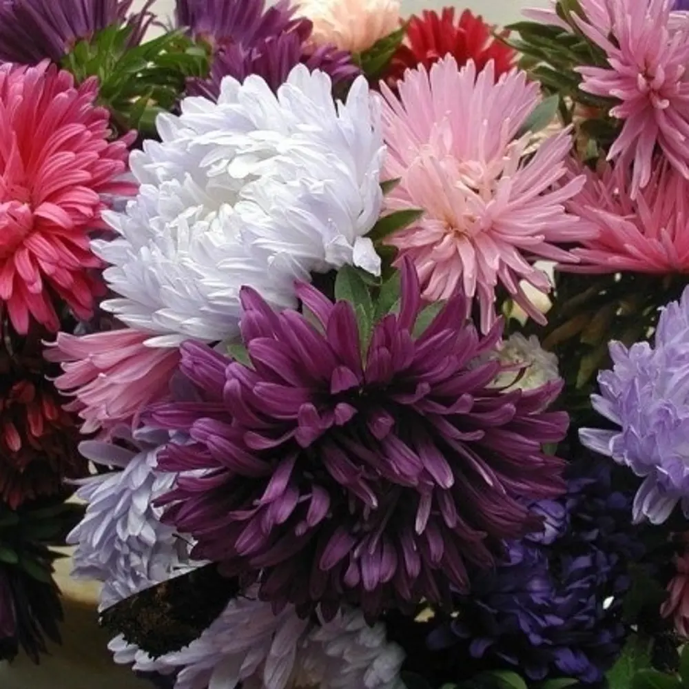 САДОК Астра срезочная смесь для букетов и клумб 18580613 STLM-1579644