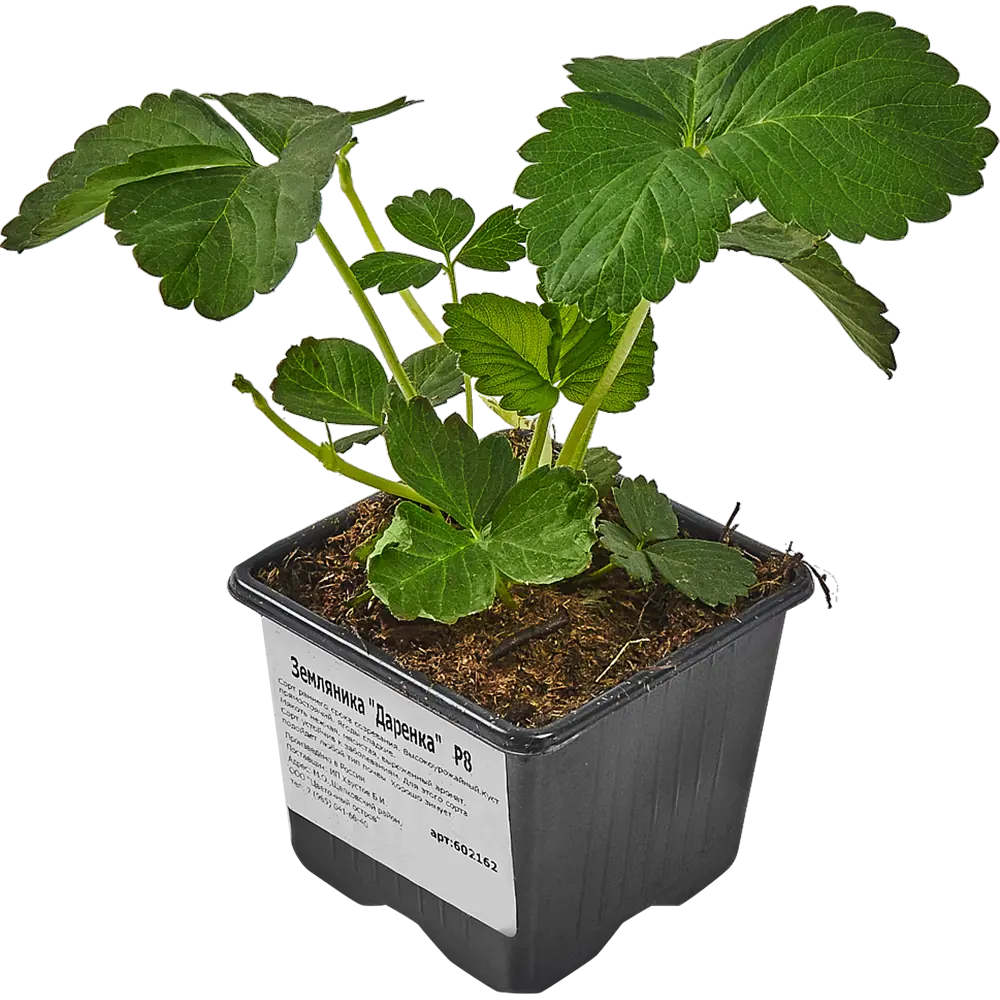 Santreyd Земляника Даренка - ранний сорт для обильного урожая 83597586 STLM-0959648