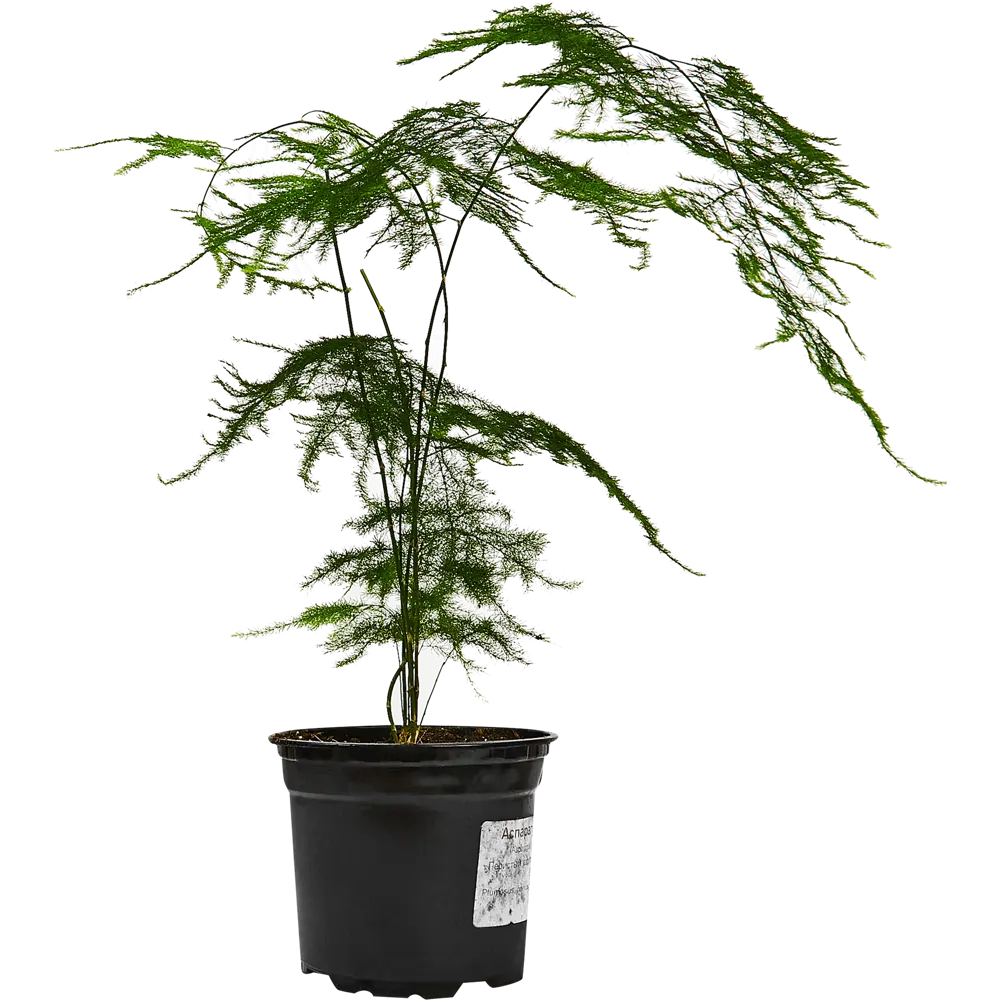Santreyd Аспарагус перистый — изящный комнатный полукустарник 89338368 STLM-0955811 - Вид №1