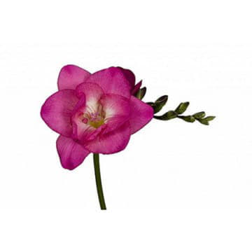 Фрезия ду кассис 50 см Santreyd 26085