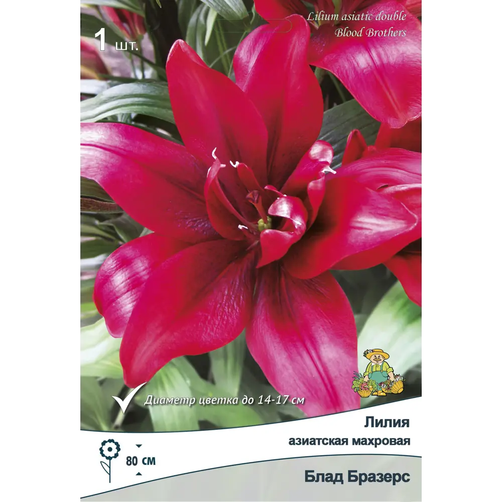 ПОИСК Лилия азиатская махровая Блад Бразерз - розовые ароматные цветы для сада 88659181 STLM-1577950