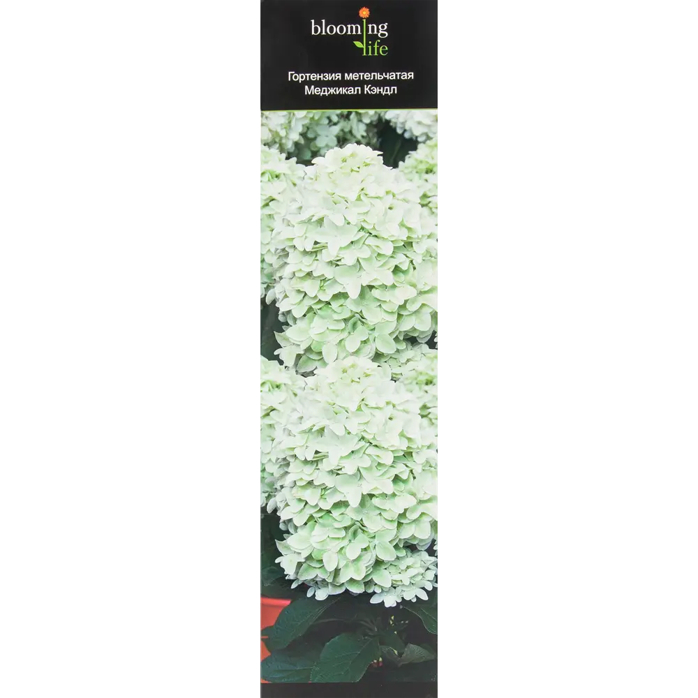 Гортензия метельчатая Меджикал Кэндл в тубе BLOOMING LIFE STLM-2211583