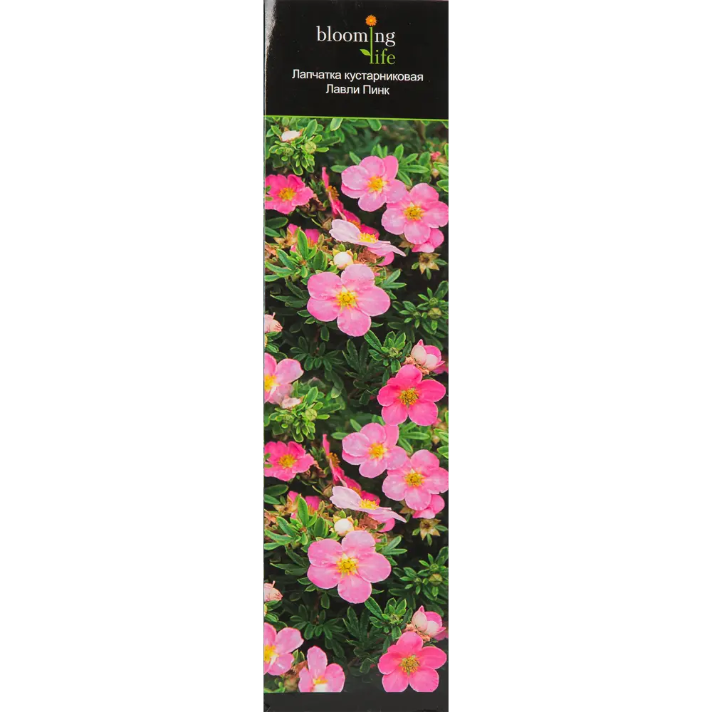 Лапчатка кустарниковый Лавли Пинк в тубе BLOOMING LIFE STLM-2155234 - Вид №2