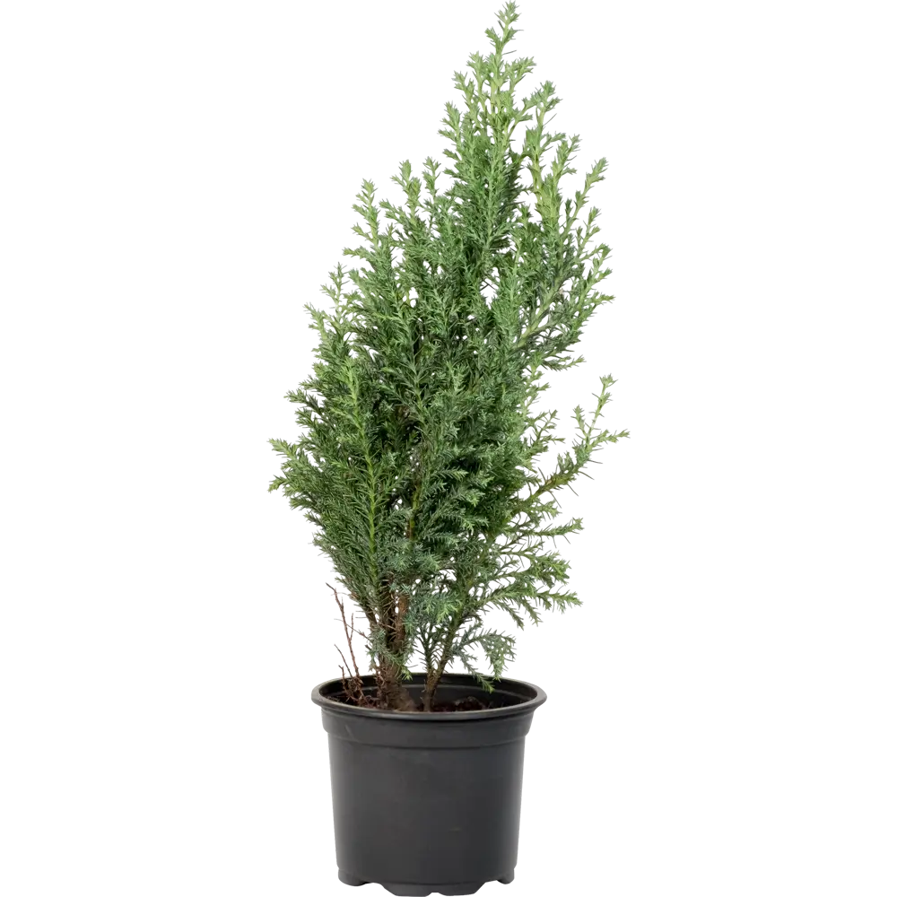 Кипарисовик Лавсона «Элвуди» h25 см Santreyd STLM-2208969