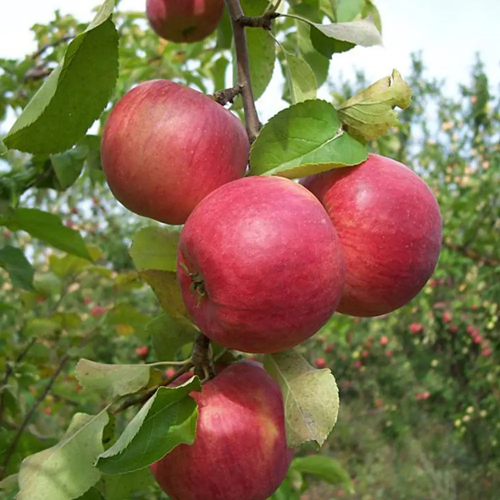 Яблоня Жигулевское ø22 h120 см 87691165 STLM-2009163 PLANTMARKET 