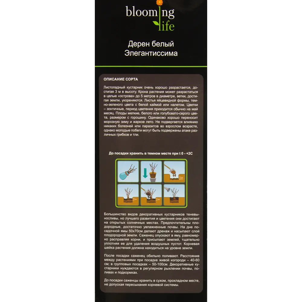 Дерен белый Элегантиссима в тубе BLOOMING LIFE STLM-2049395 - Вид №2