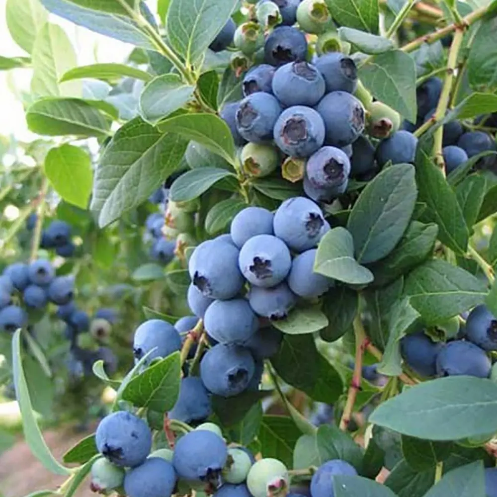 Голубика садовая Эллиот ø13 h20 см PLANTMARKET STLM-2005157