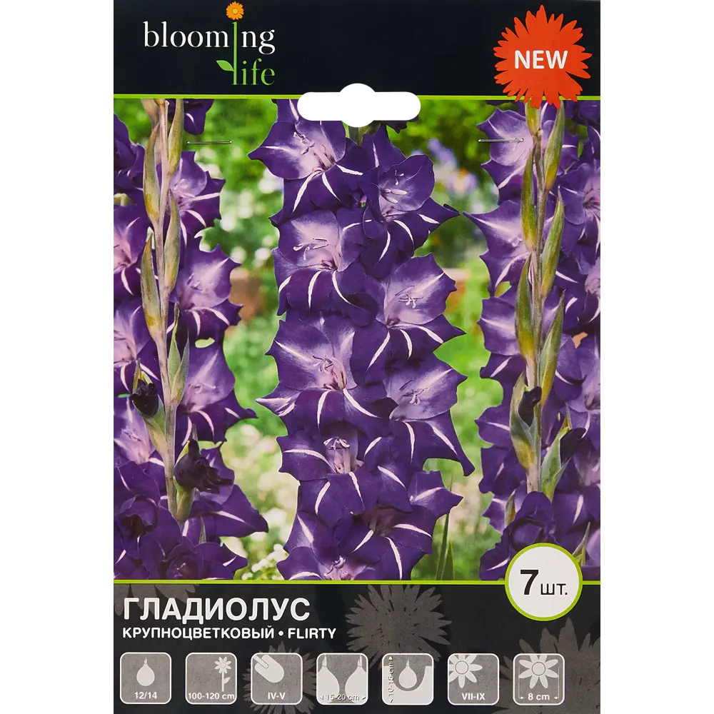 Гладиолус крупноцветковый Флирти 7 шт BLOOMING LIFE STLM-2120653 - Вид №1
