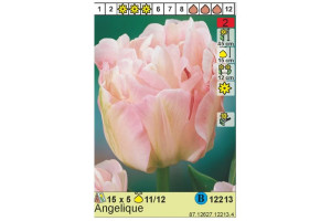 18441295 Луковица Тюльпан Анжелика 10/11 бело-розовый, 5 шт. 37104 HBM