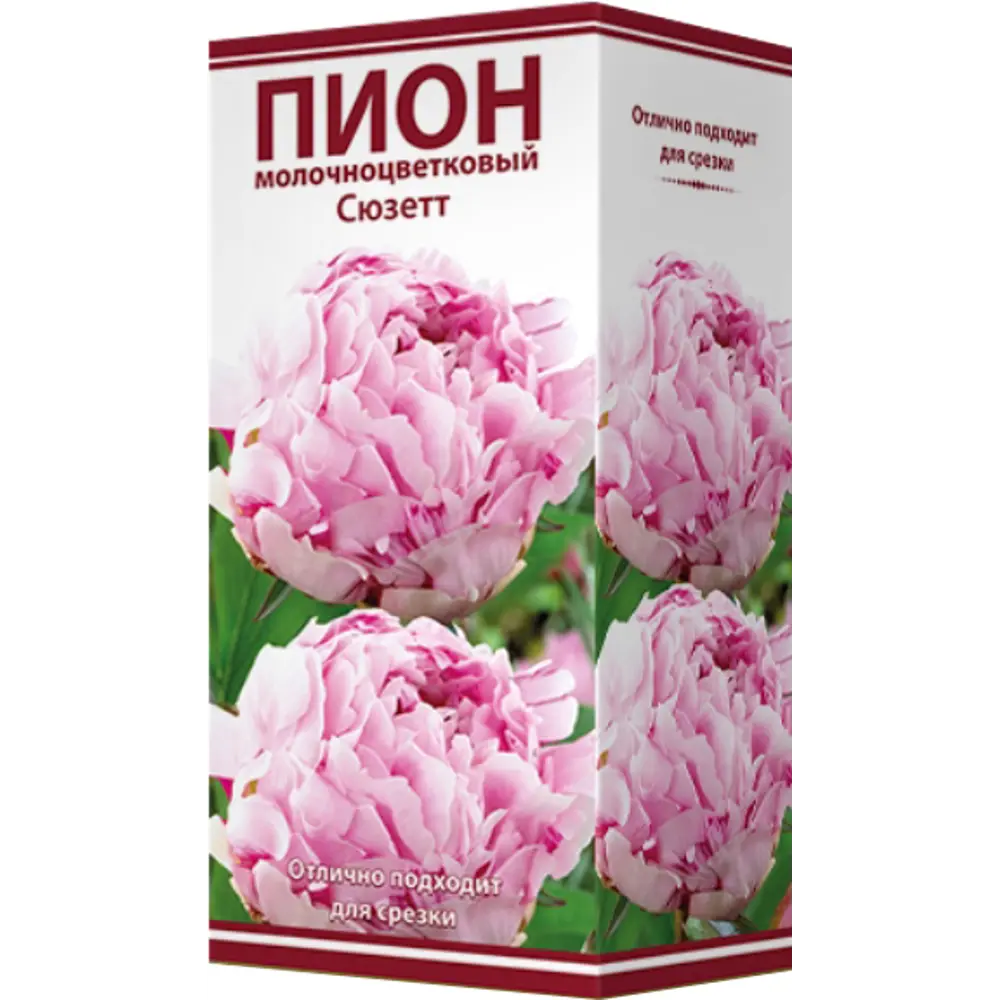 Пион молочноцветковый «Сюзетт», размер луковицы I Santreyd STLM-2092191 - Вид №1