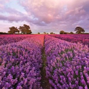 1-615-Lavendel Фотообои Komar National Geographic 1.27х1.84 м