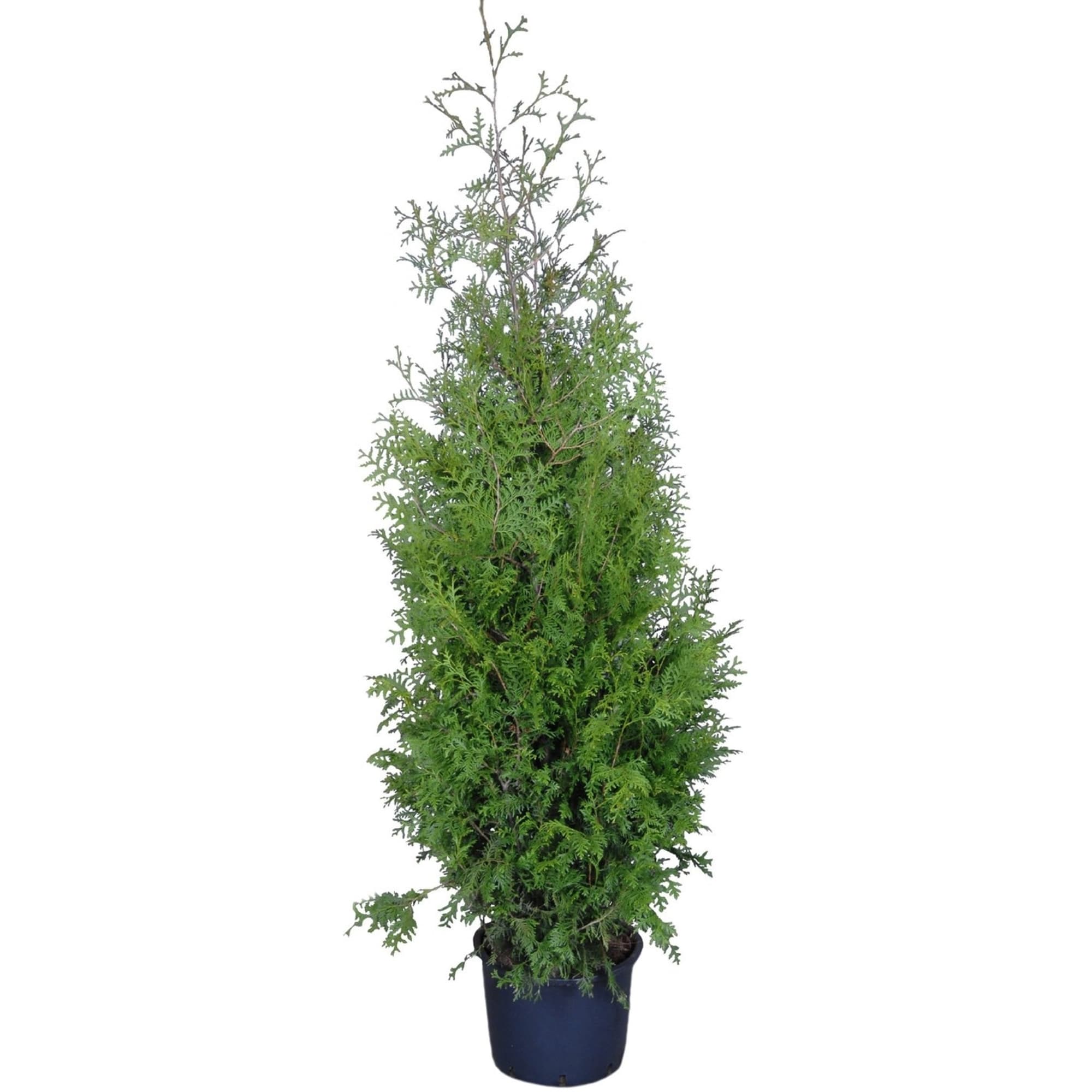 82598160 Туя «Брабант» 23x90 см Santreyd 