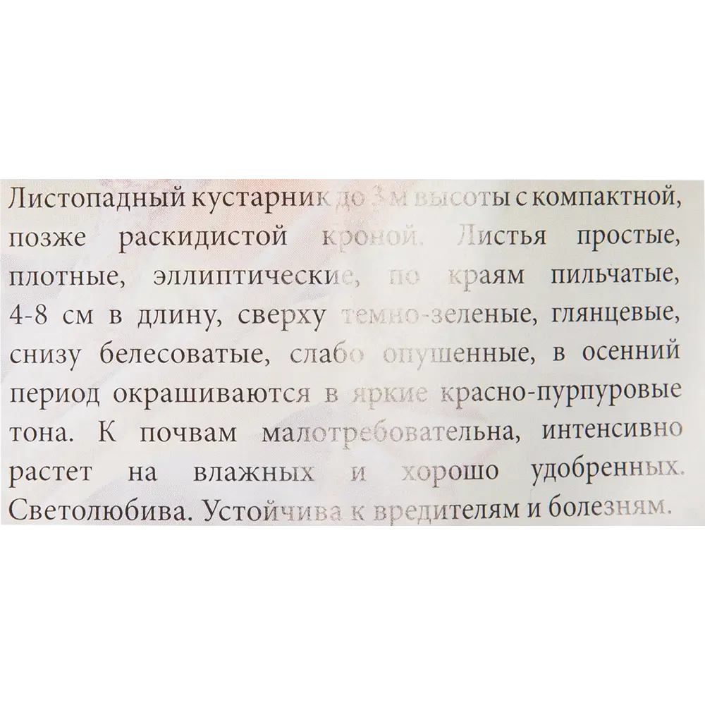 Рябина чёрноплодная Santreyd STLM-2184801 - Вид №1