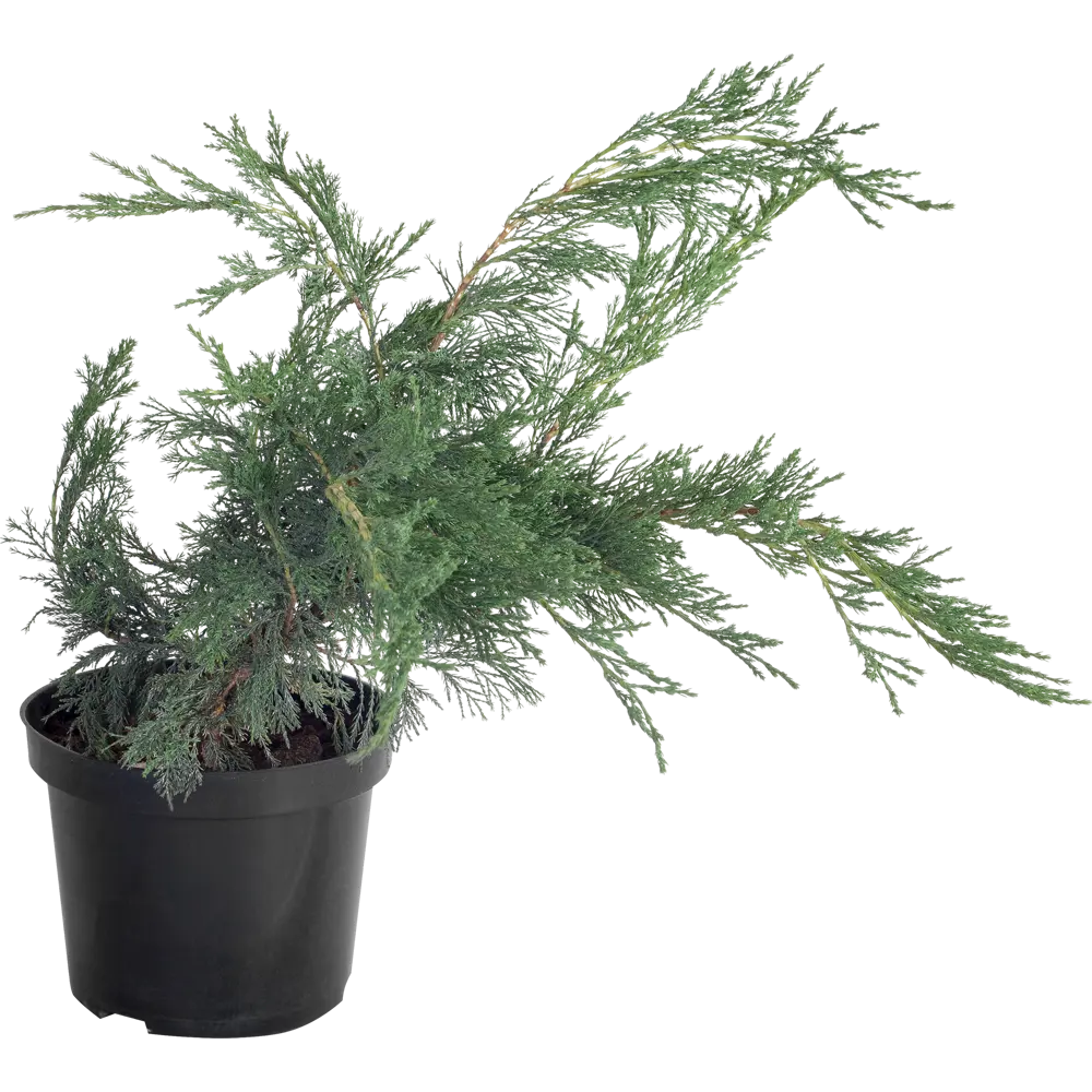 Можжевельник казацкий «Блю Дануб» C3 ГАВРИШ STLM-2053541