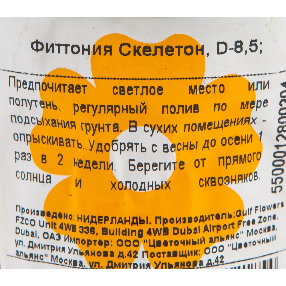 Фиттония Скелетон 7х10 см 12501726 STLM-2029009 Santreyd  - Вид №2