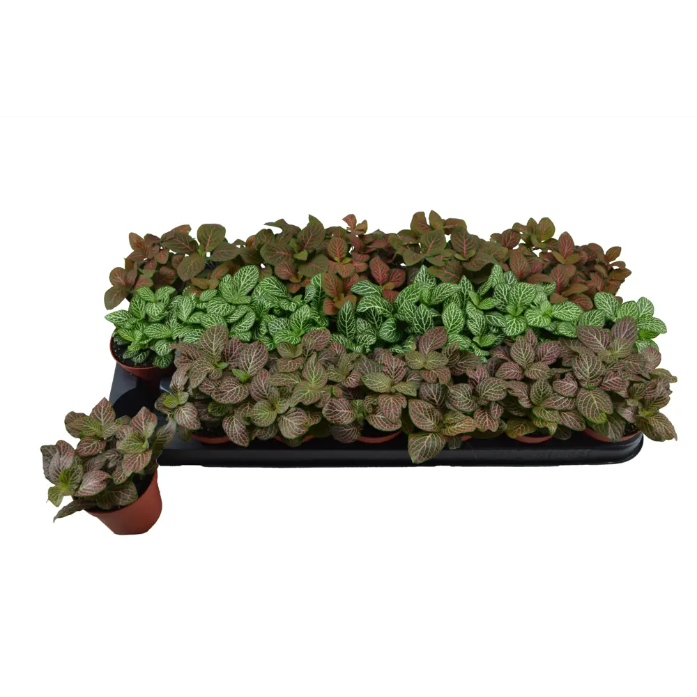 Фиттония крупнолистная микс - декоративное комнатное растение 89434568 Santreyd STLM-1584400