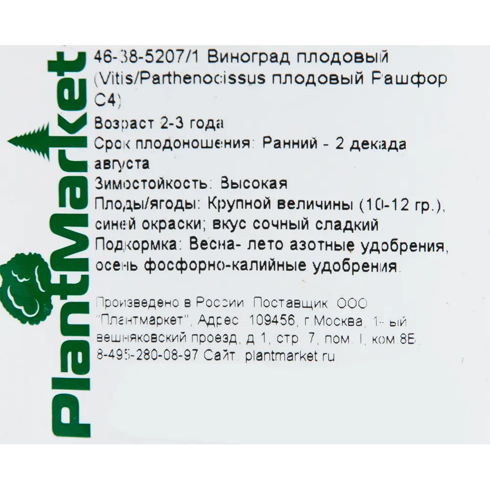 Виноград плодовый «Рашфор» 19x55 см PLANTMARKET STLM-2033691 - Вид №1