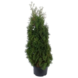 Туя западная фастигиата С25 120-140 см 81966560 STLM-2127546