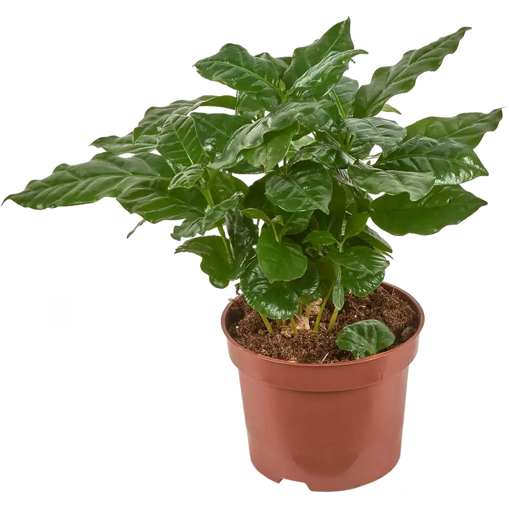 Кофе Арабика 12x30 см Santreyd STLM-2002050