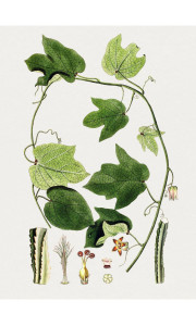 90609897 Постер Простопостер "Листья - веточка с зелеными листьями" 70x50 см в раме STLM-0306519 Santreyd